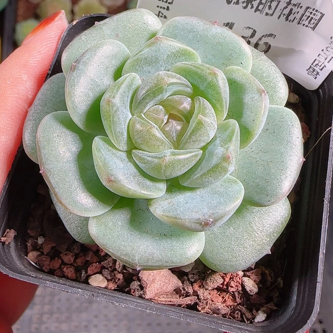 1014---136暗香一物一拍