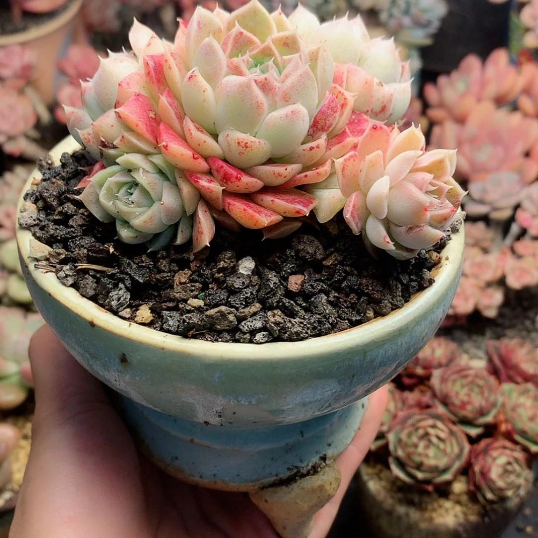 【闪购商品】名****艺名山带盆