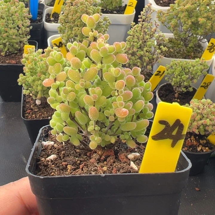 24号彩色蜜橘 一物一拍