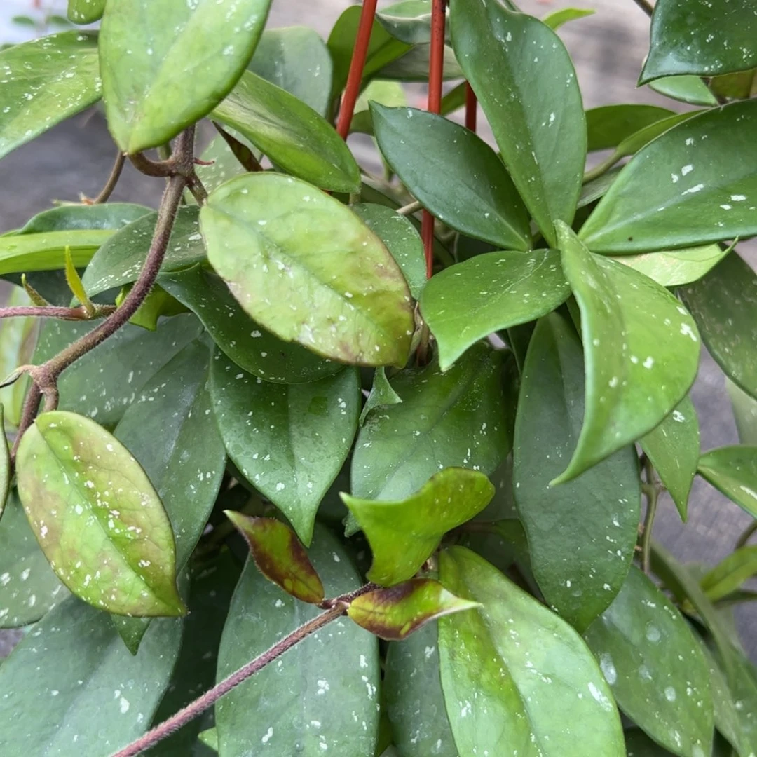 老***汤无花朵绿叶红球兰