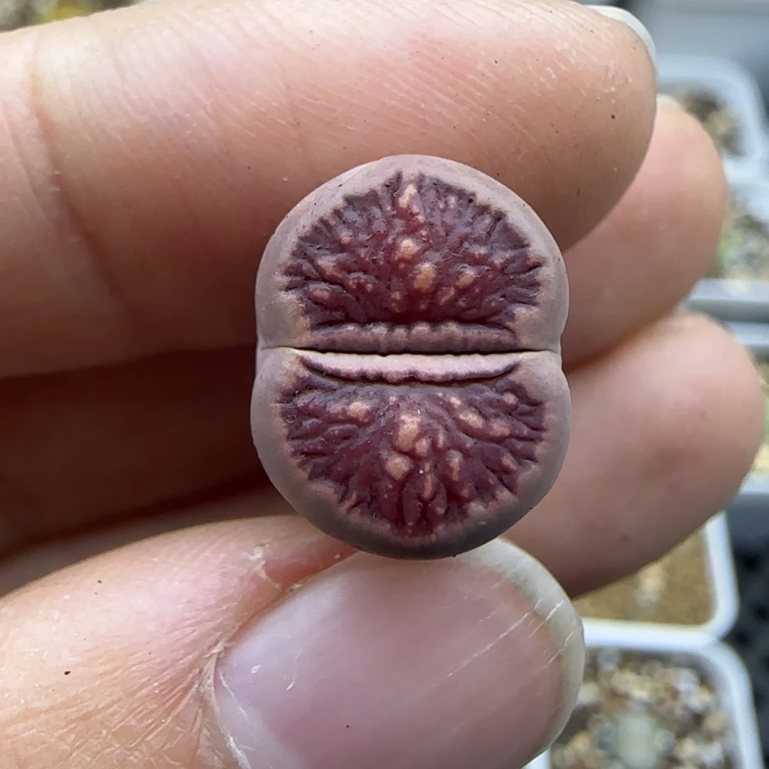 56紫菊清框福利30包邮