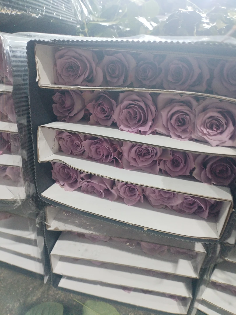 紫霞仙子，任意两单顺风冷链到家（基地玫瑰直发）