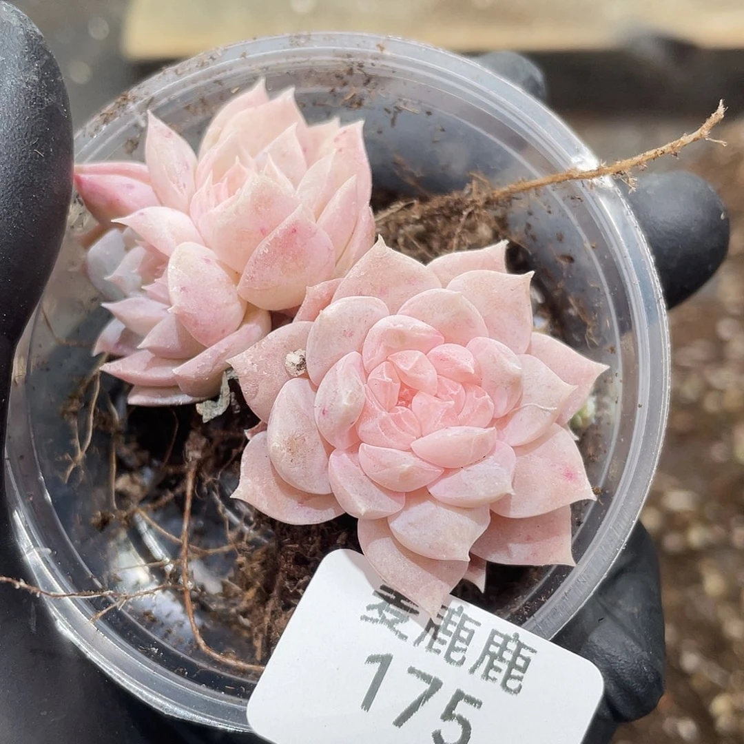我***烤175。定。
