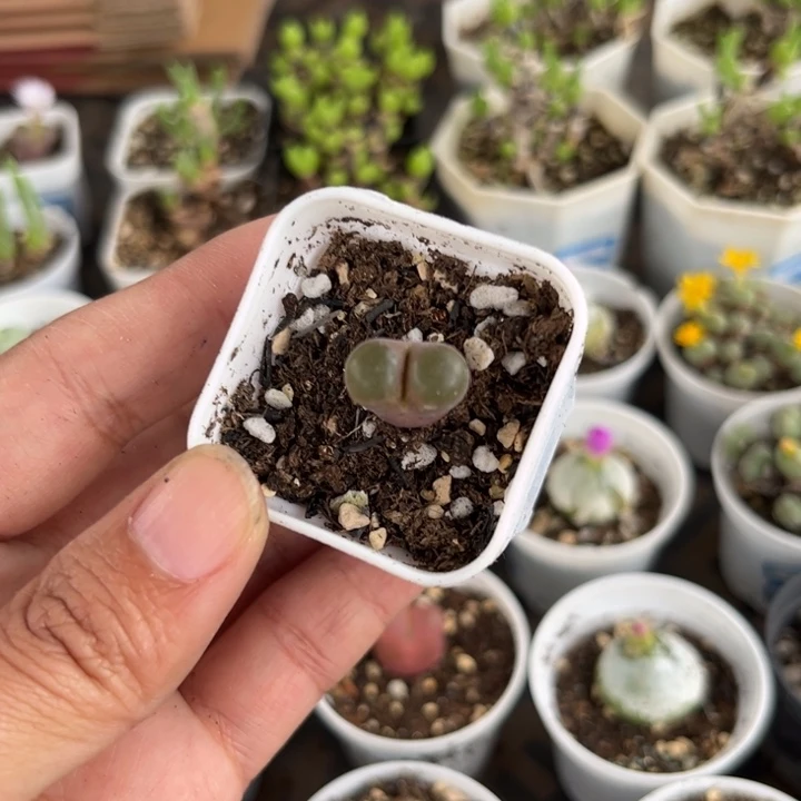 010 风铃多肉植物