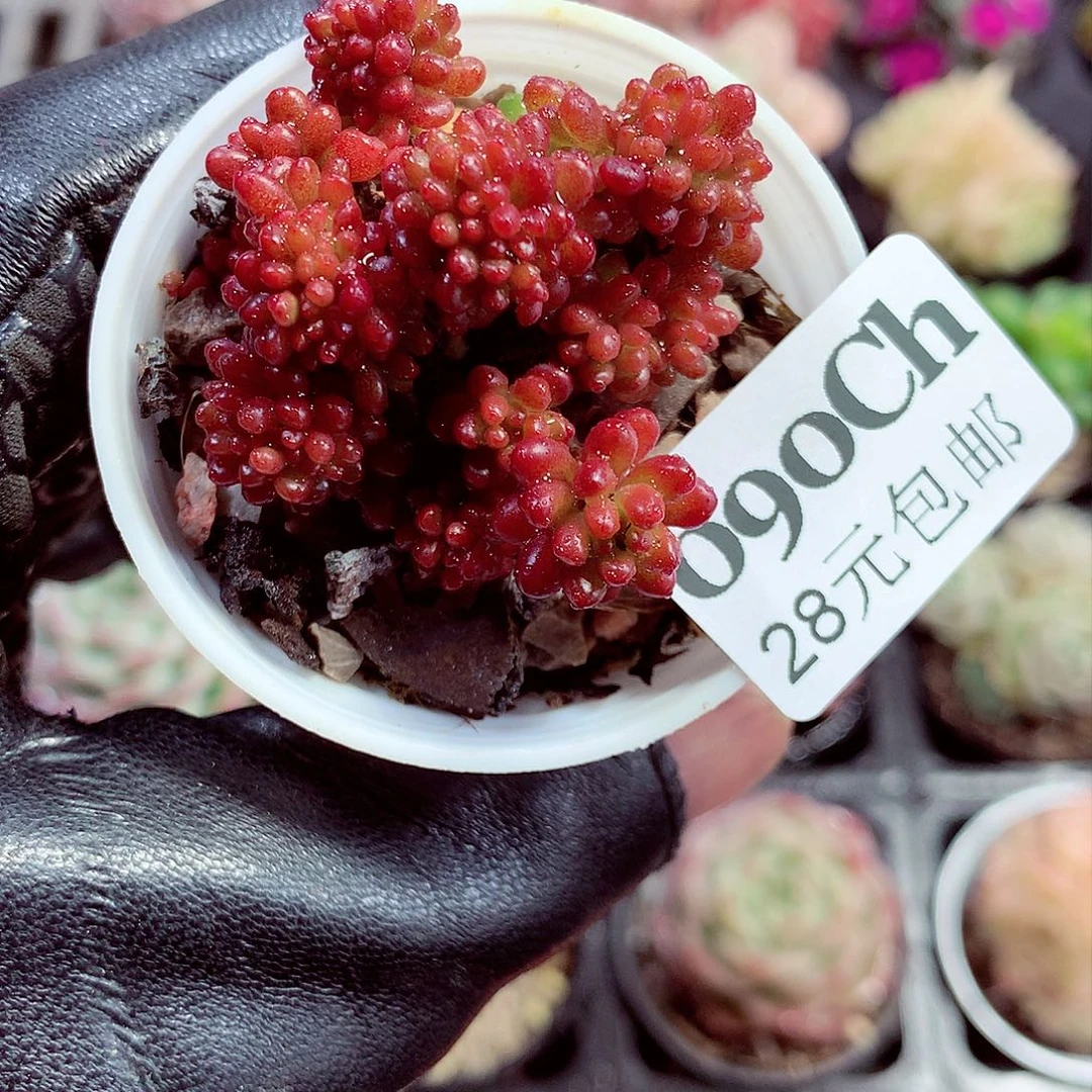 5厘米盆精控多肉090