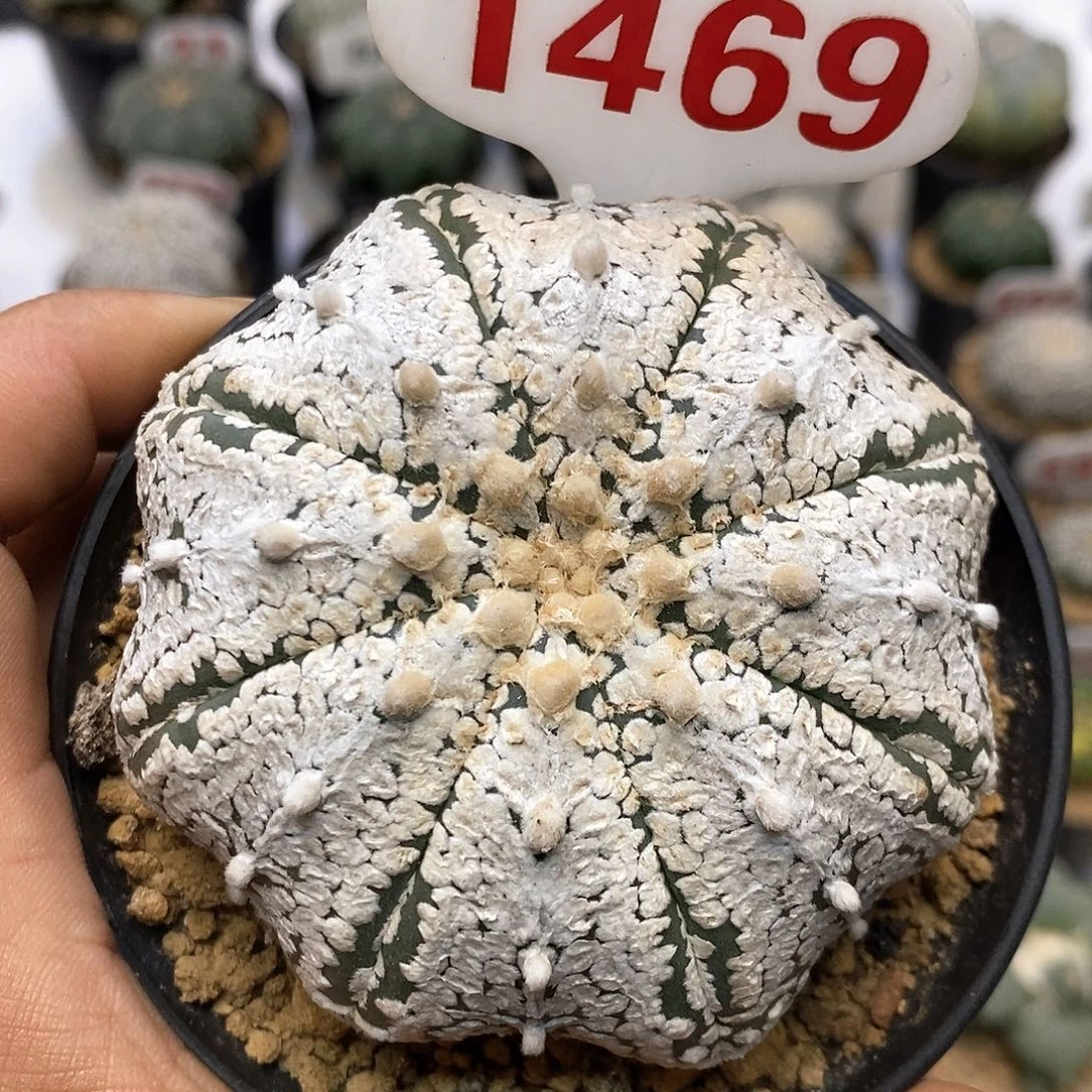 1469福利特价来了特价咯