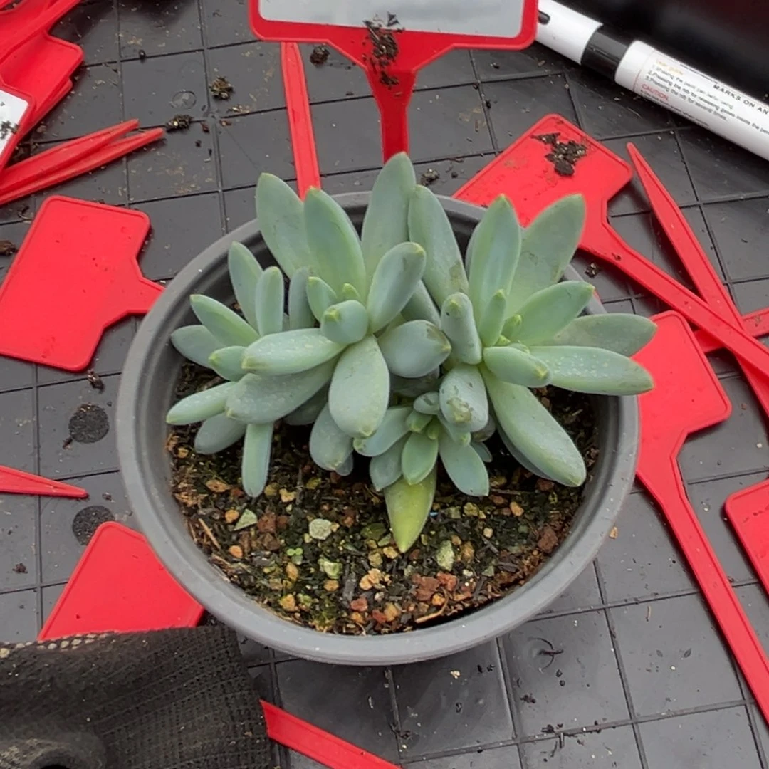 阿蒂斯托多肉植物713