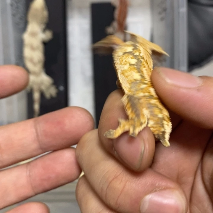 睫角守宫一号睫角守宫