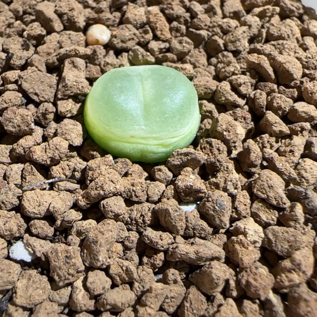 肉锥多肉植物组合-日式拉登973