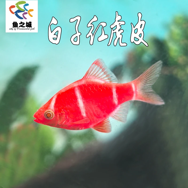 白子红虎皮观赏鱼新手鱼热带淡水鱼天使鱼丽丽鱼玛丽鱼扯旗虎皮鱼