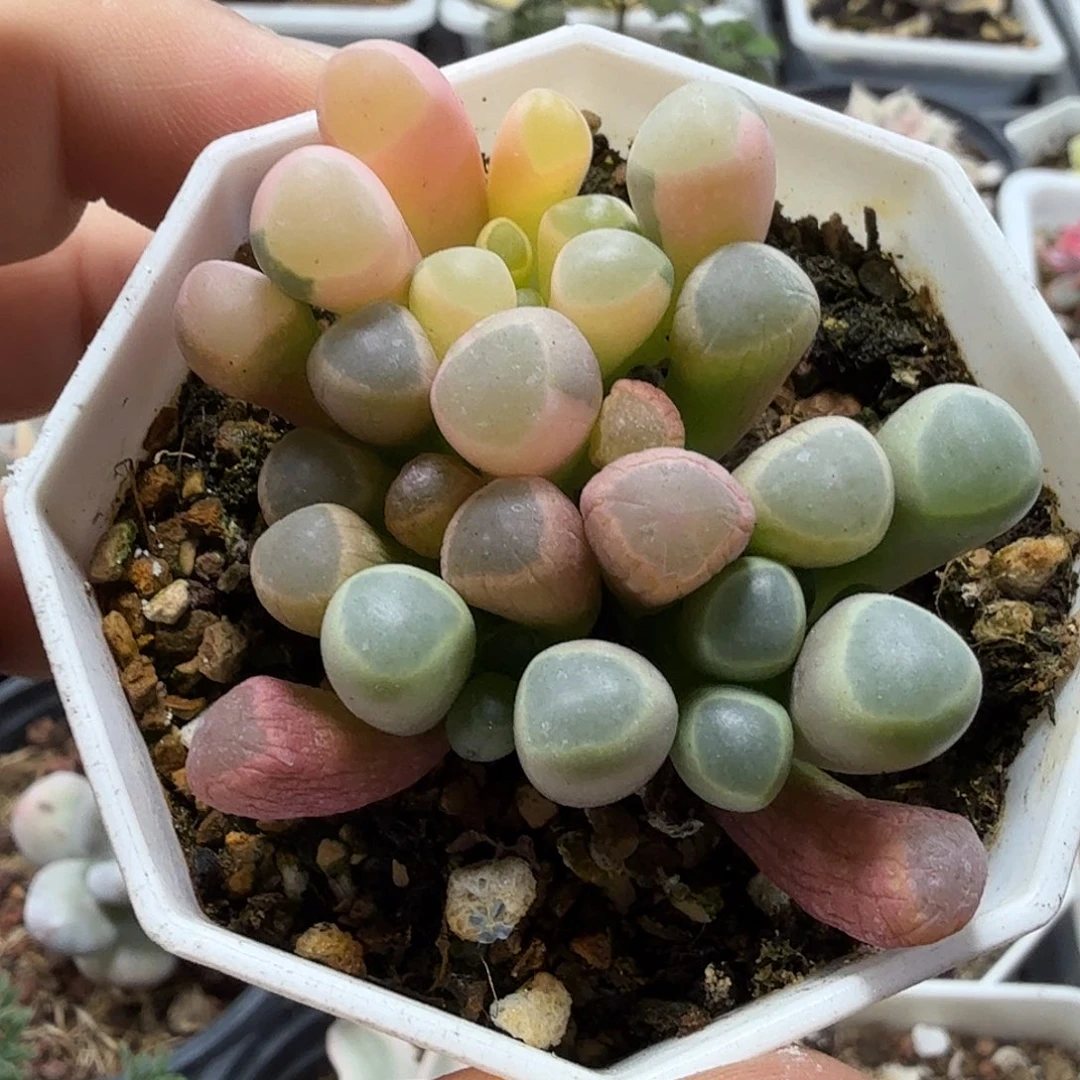 五十铃玉锦 小方花圃一物一拍