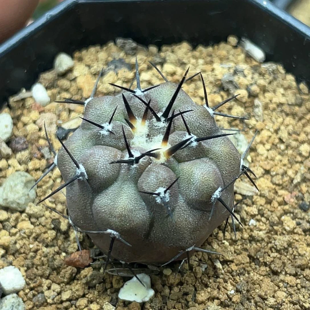 实生根系，黑王丸