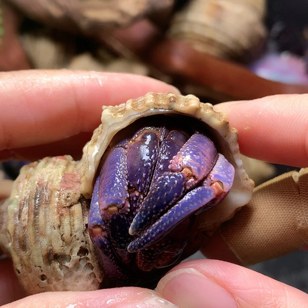 2.7口径奔跑的寄居蟹21号