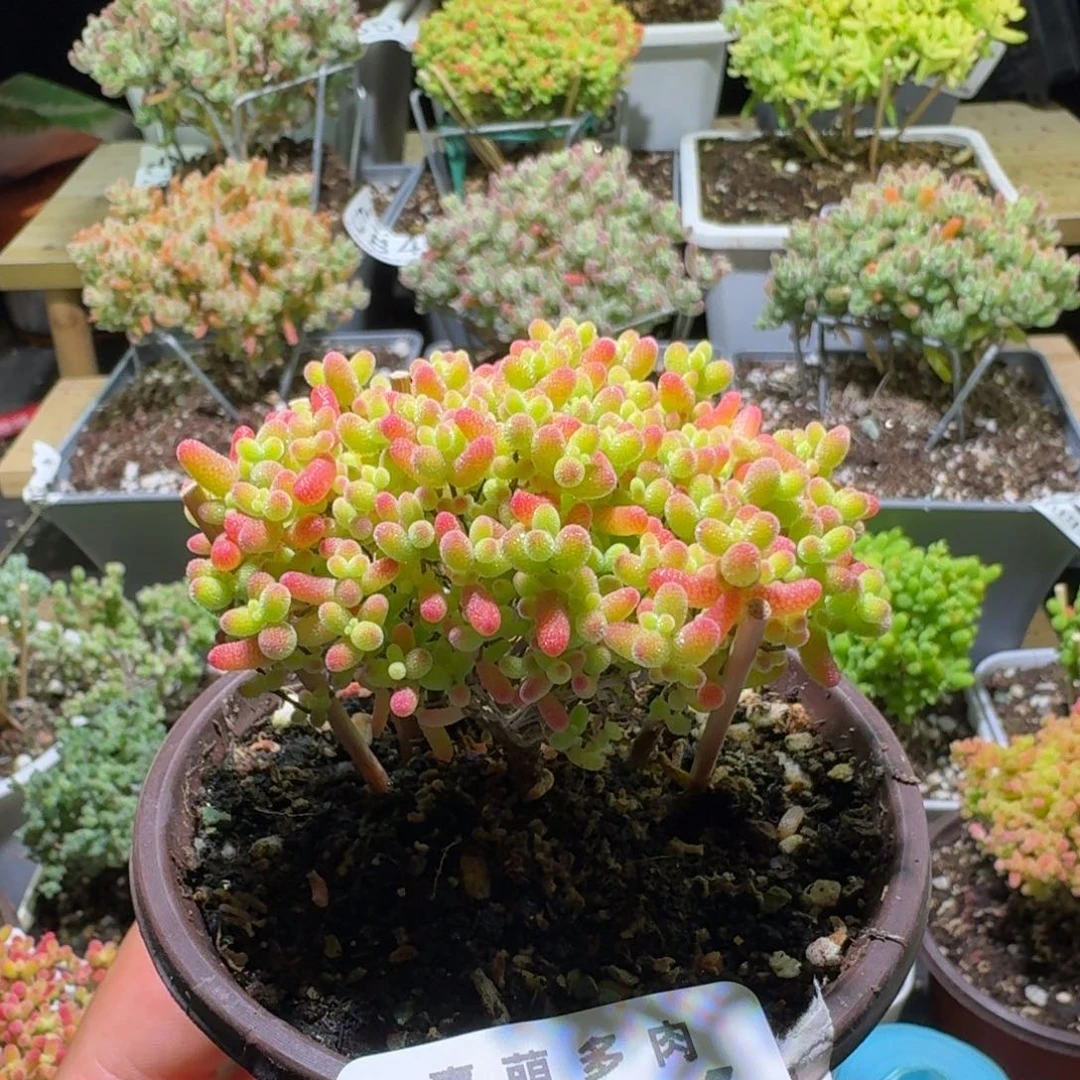 枝干番杏蜜桔糖球626