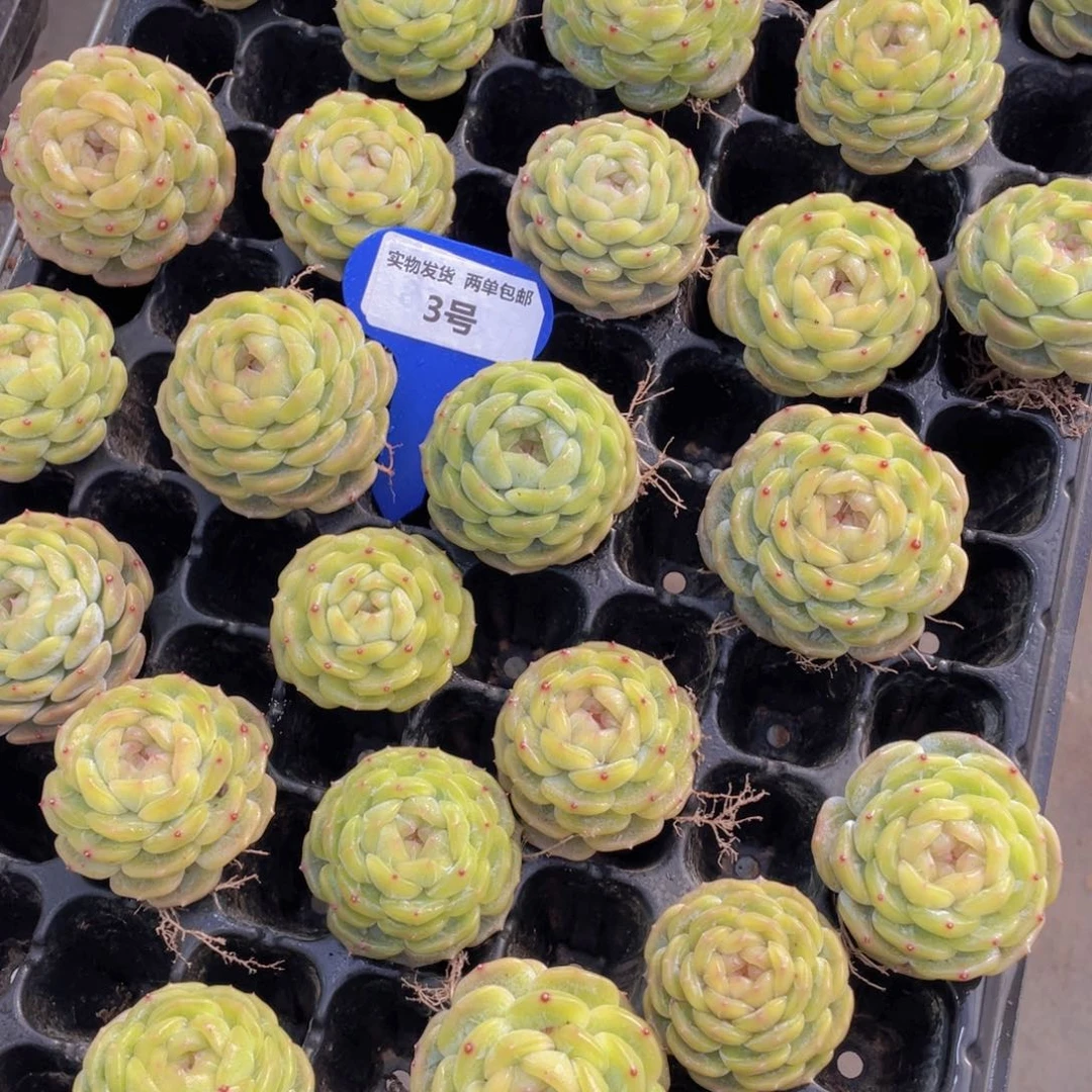 3号珍妮白色恋人单头带粗腿一个带小白方