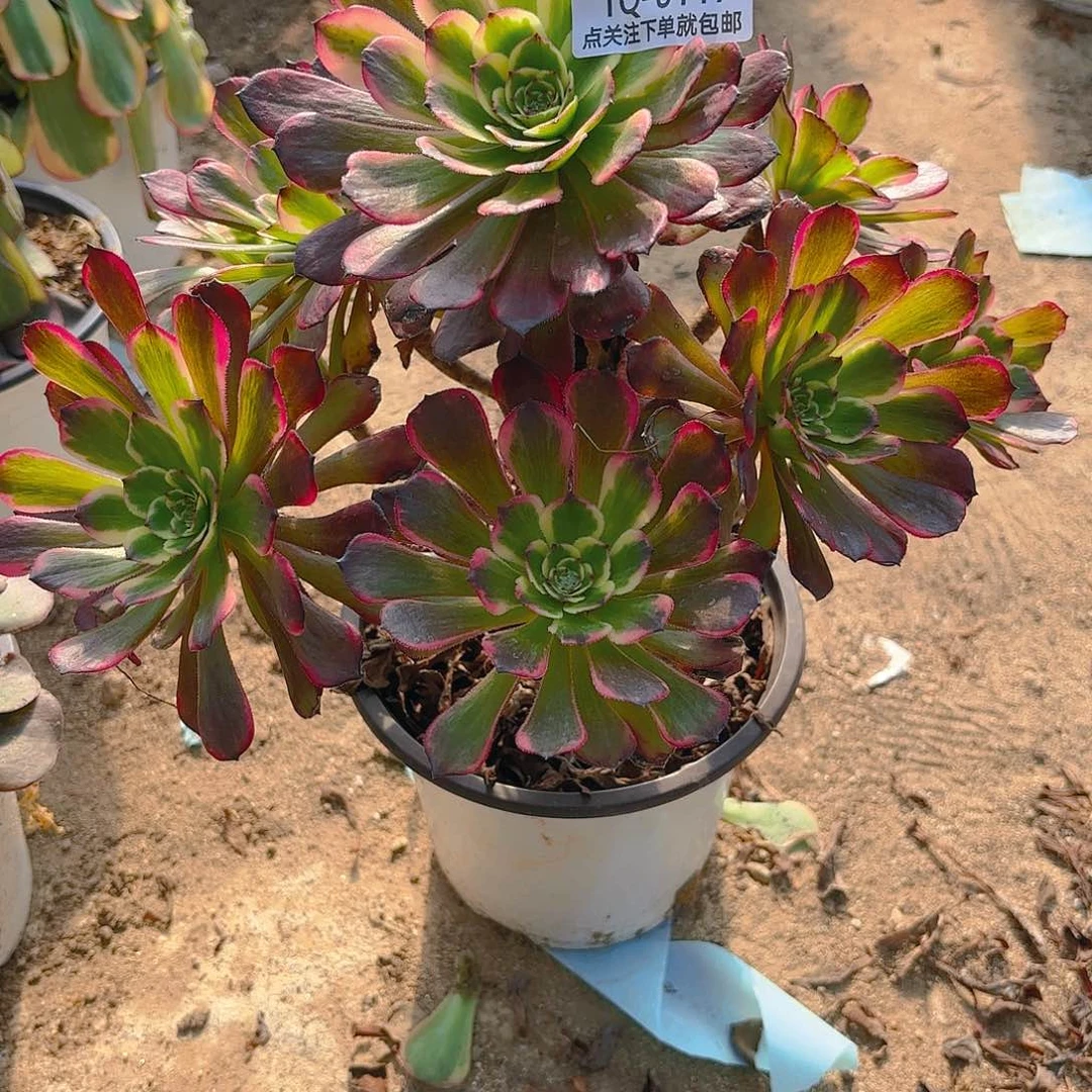 黑金刚多肉植物117