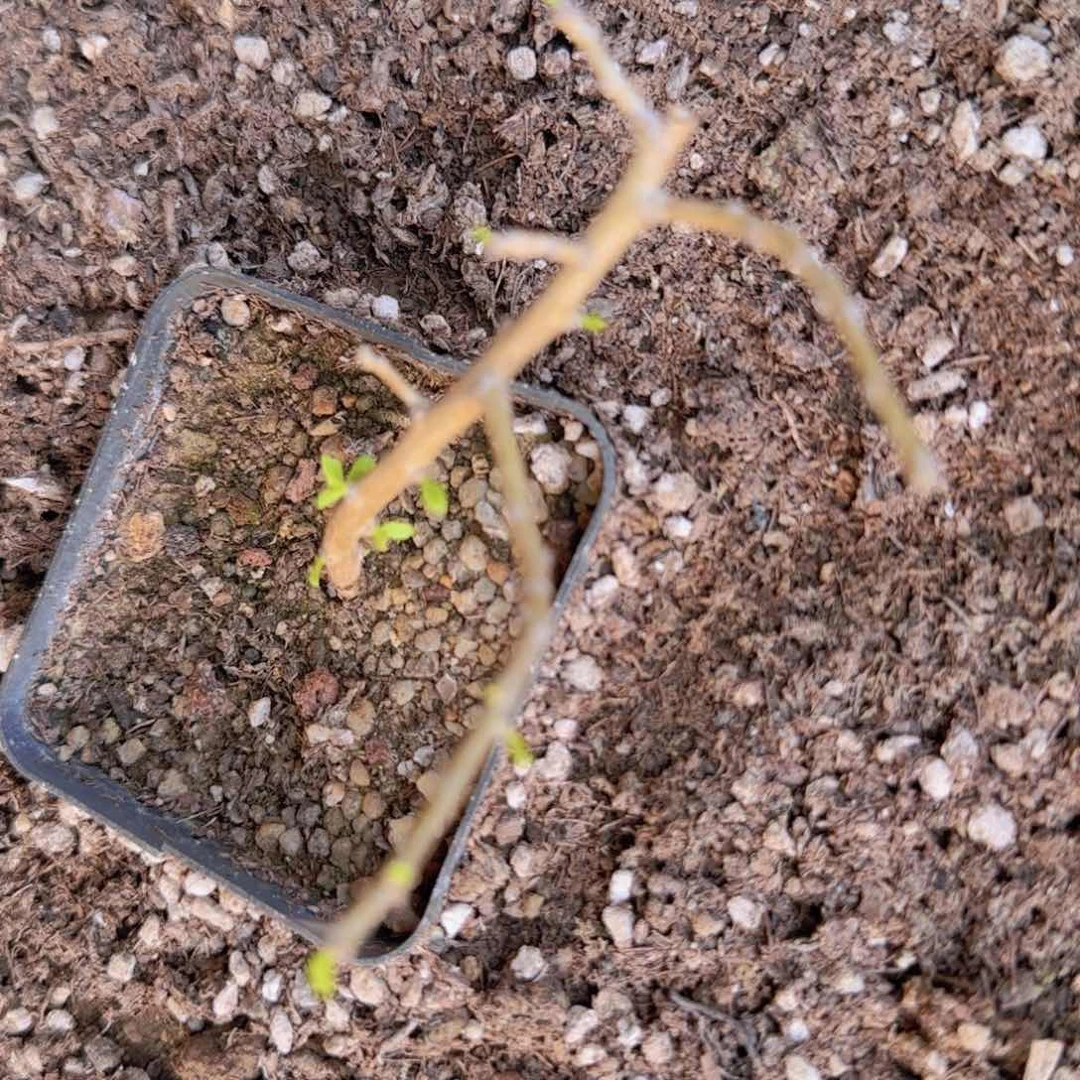 用****8块根植块根植物块根