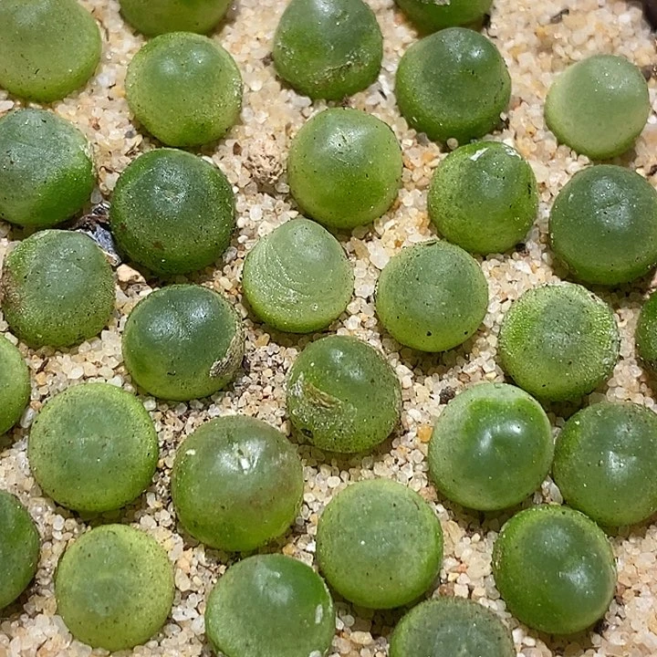 14515小紫皮拉登一颗