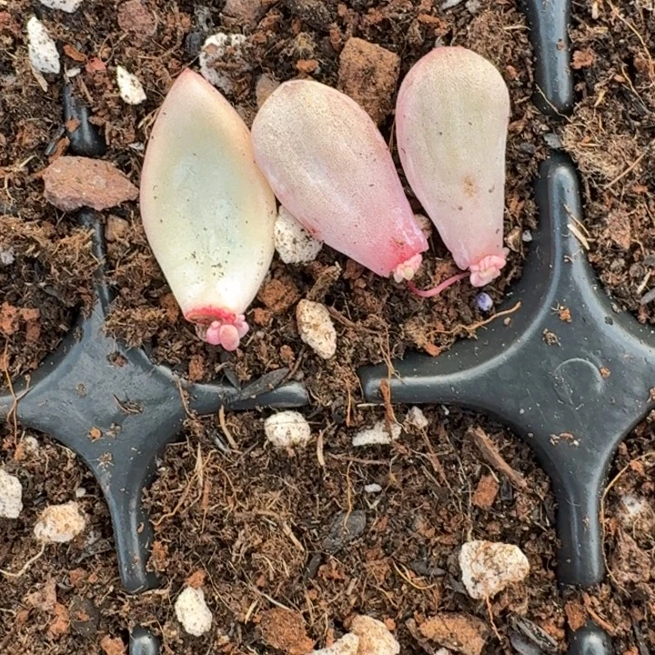 美人组合一物一拍024