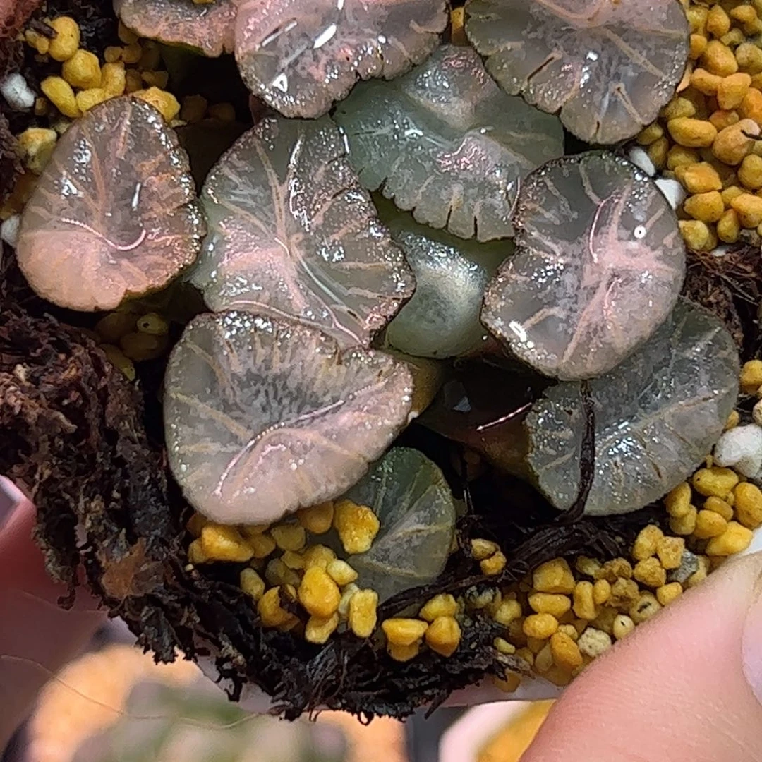 马萨林十二卷多肉植物满