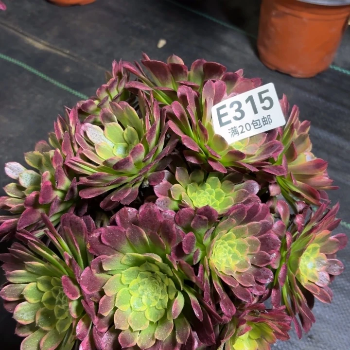 瑞妈一物一拍315