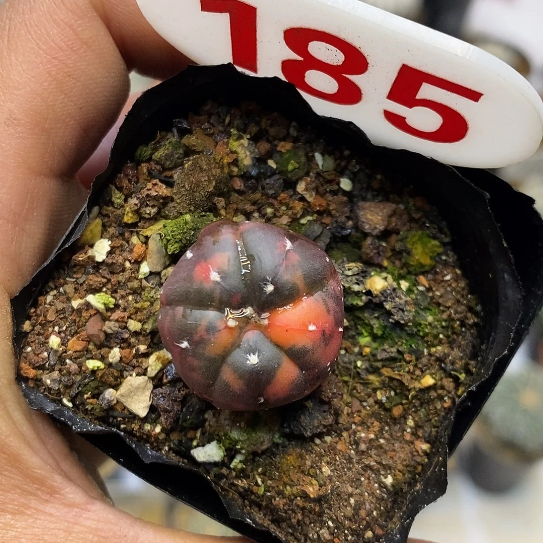 185福利特价来了哦亲