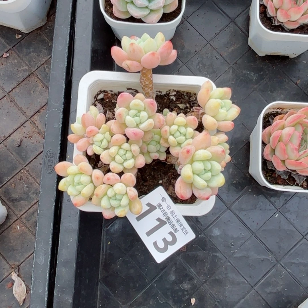 樱花罗绮老桩无盆土发货