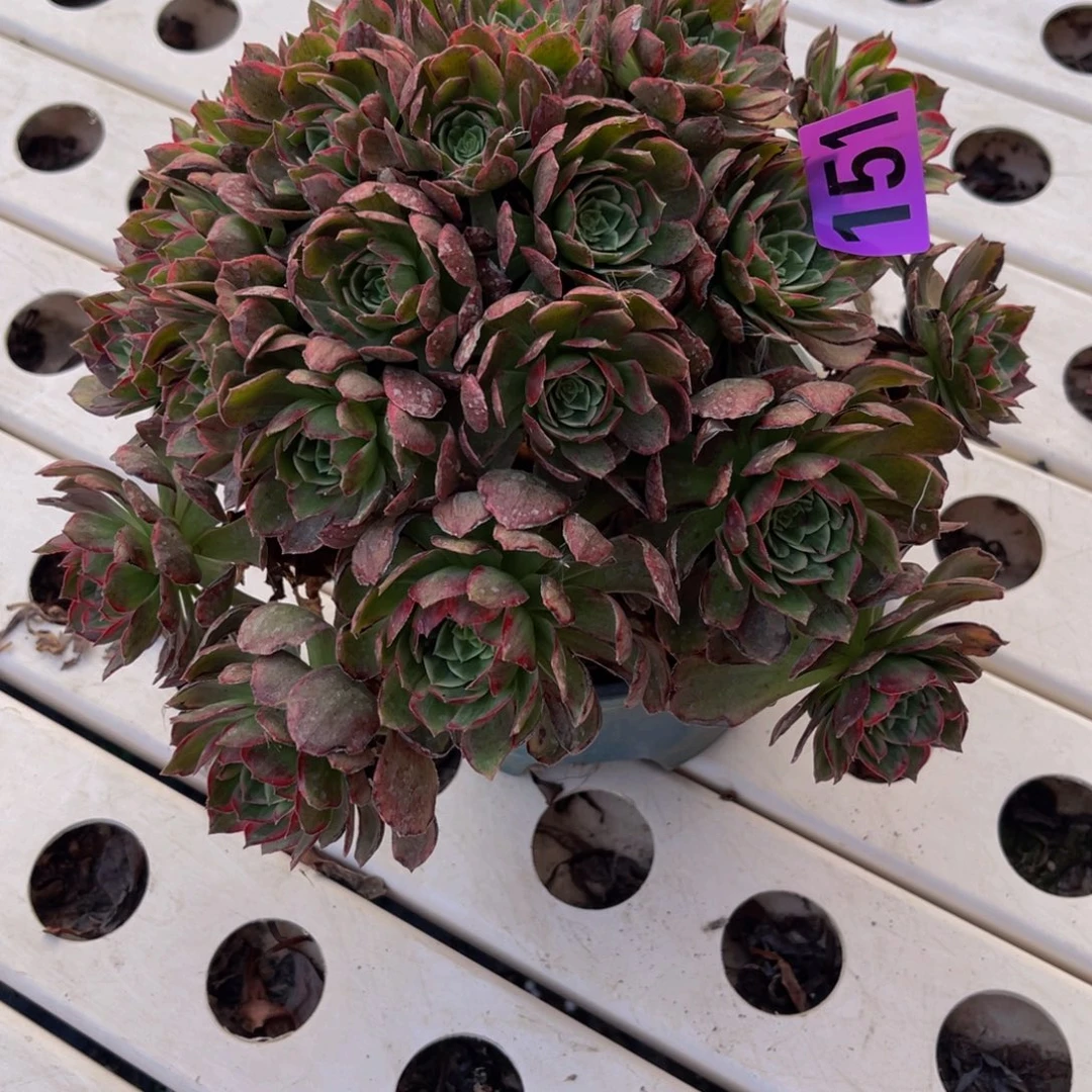 万花筒法师7///-10包邮