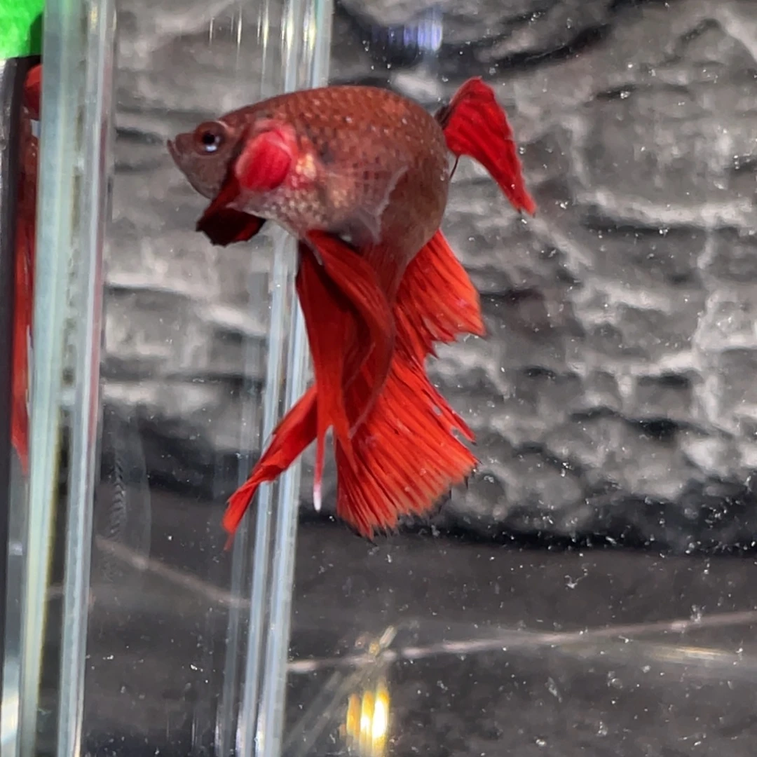 斗鱼黑红渐变半月公