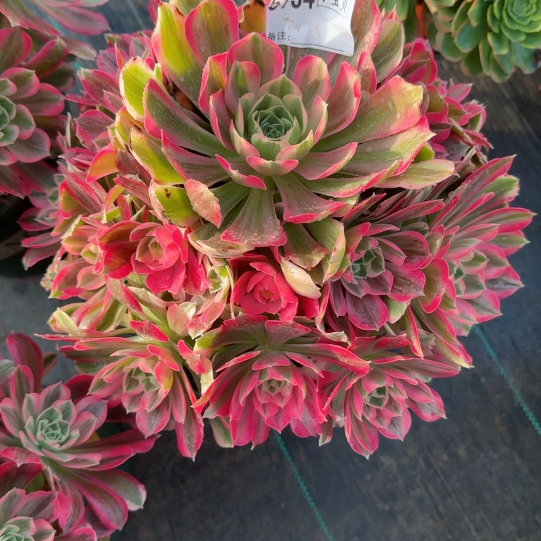 崔*白男神5734多肉多肉