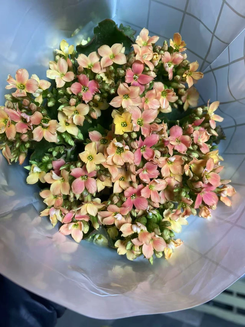 彩釉花后 130盆 北京昊景
