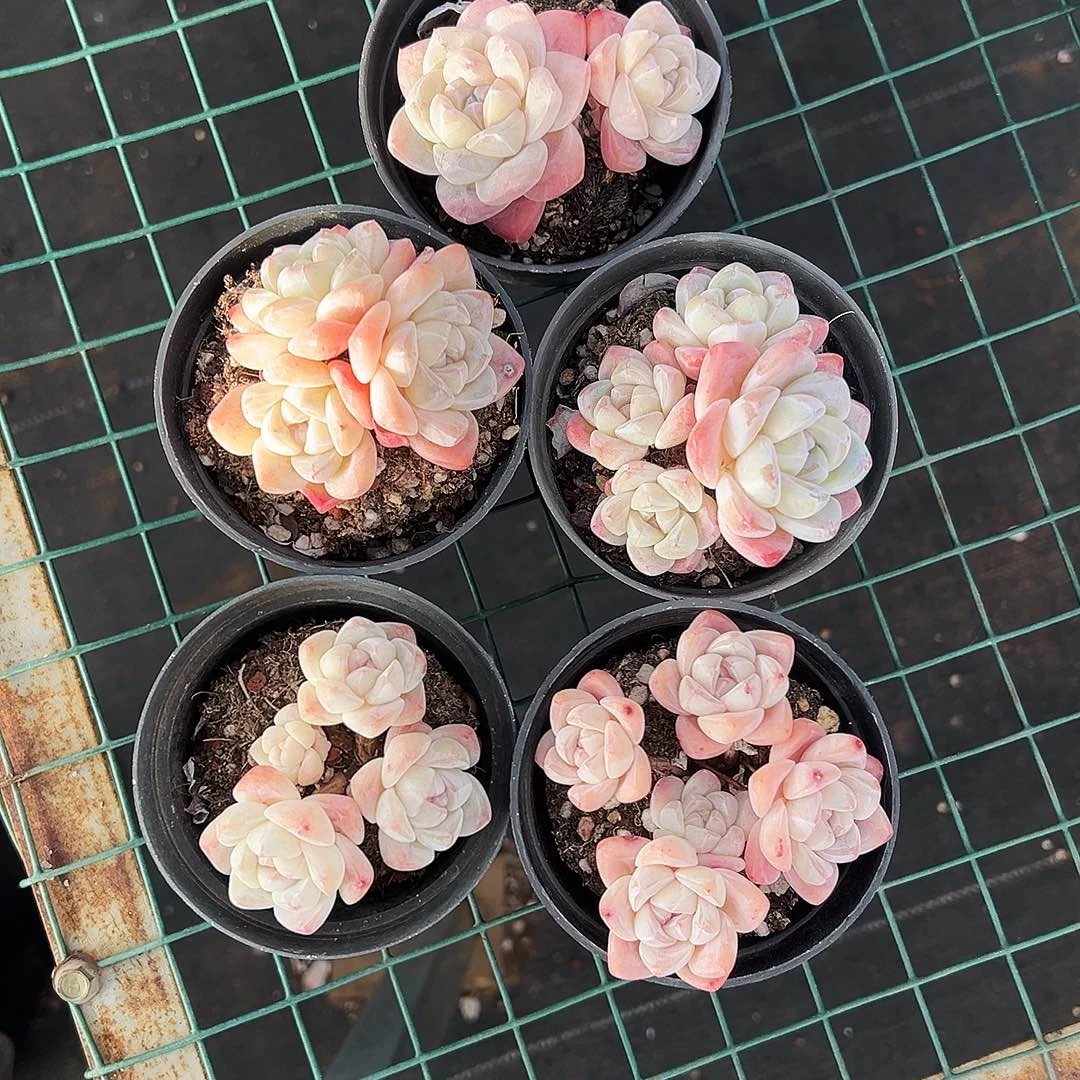 小**m白底冰玉5颗,一起小羽