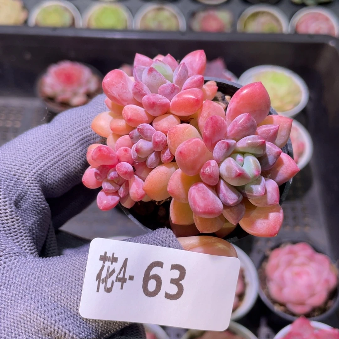 花利美 4-63冰彤