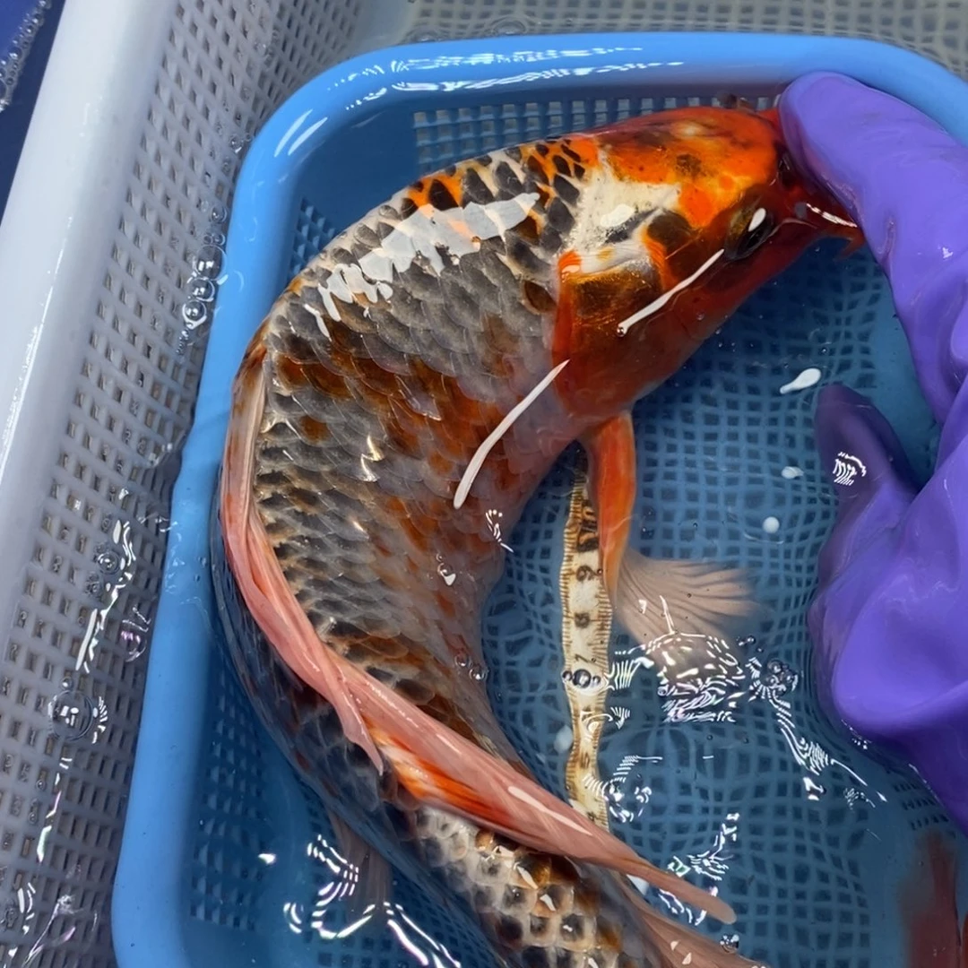 锦鲤冷水锦鲤包邮