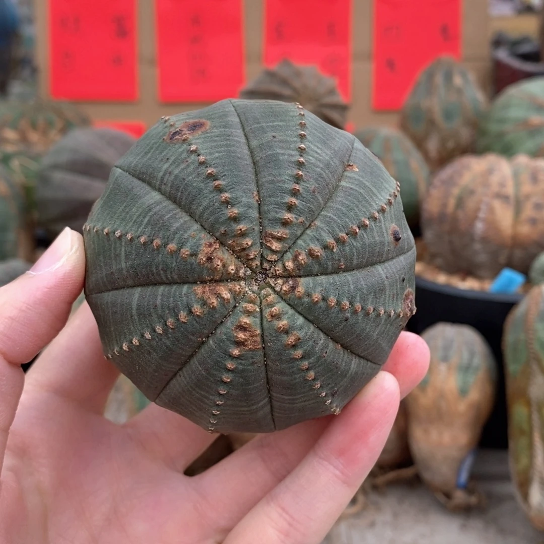 2布纹球精品一物一拍