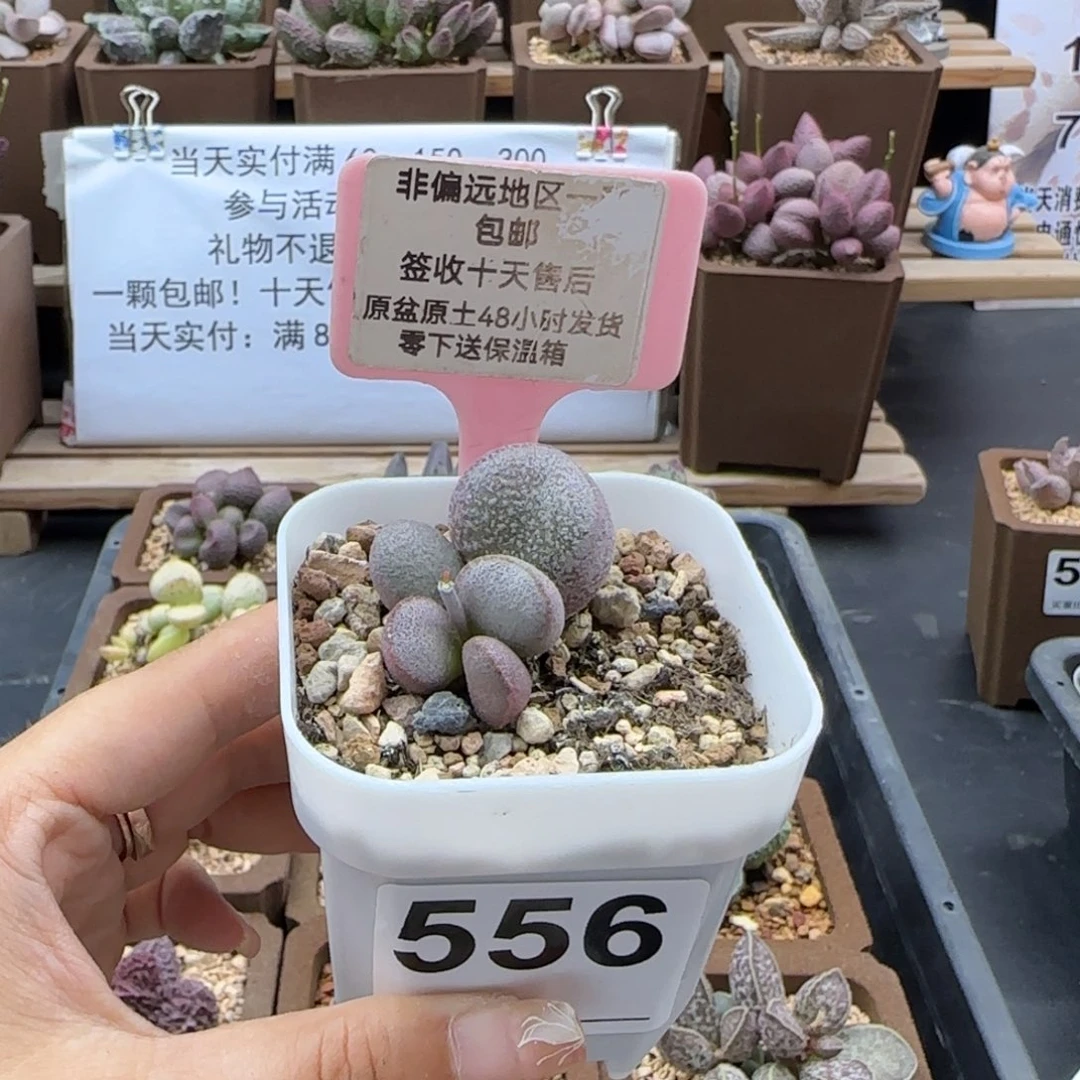 556玲珑多肉植物
