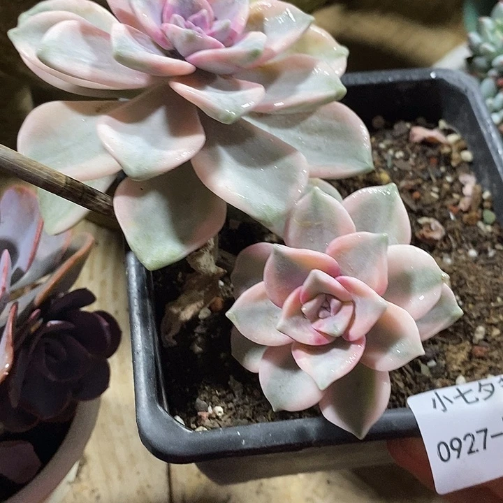 小七夕多肉紫乐锦74