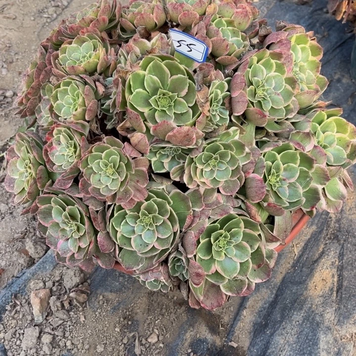 李***255多少植物法师老庄