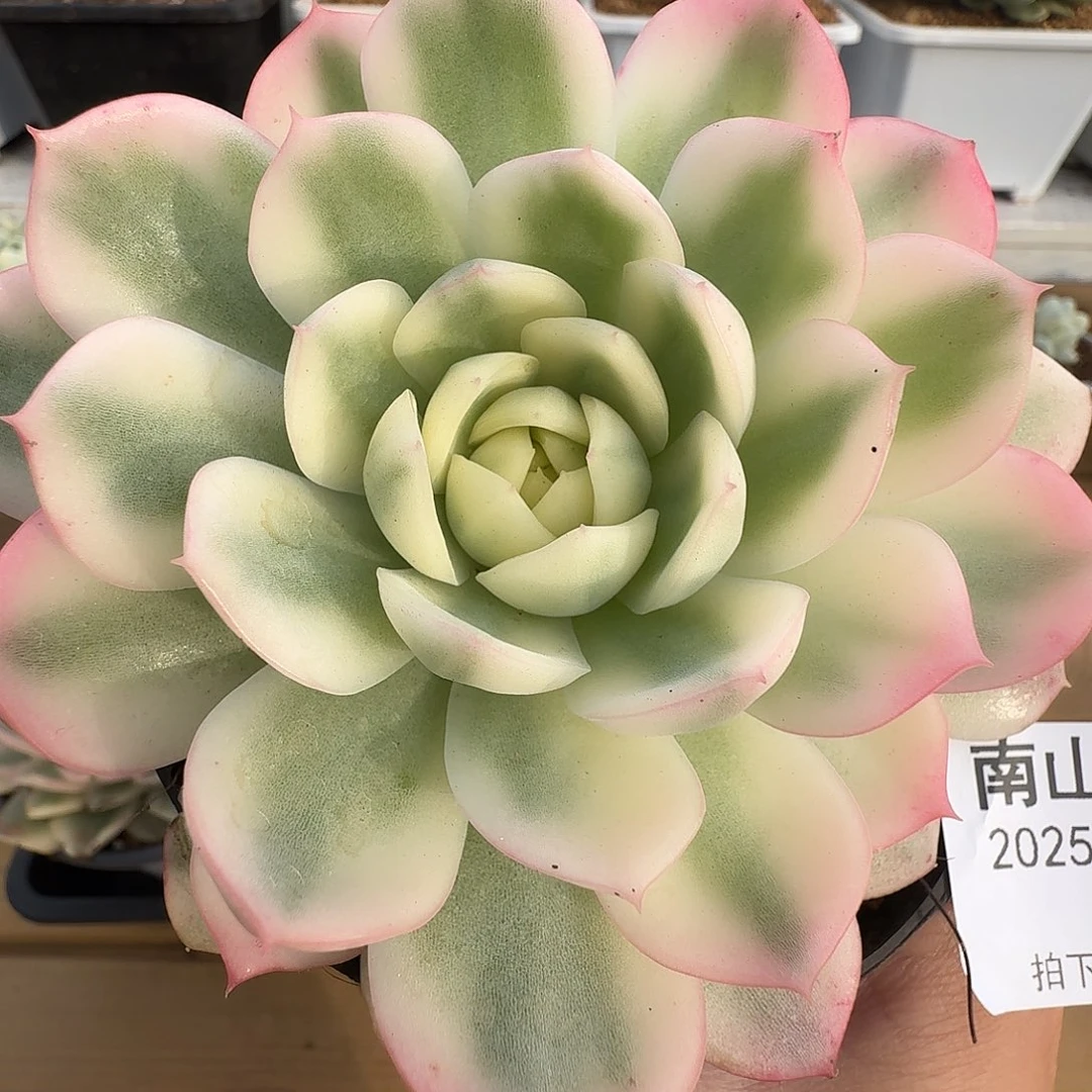 粉水晶锦1111110-17