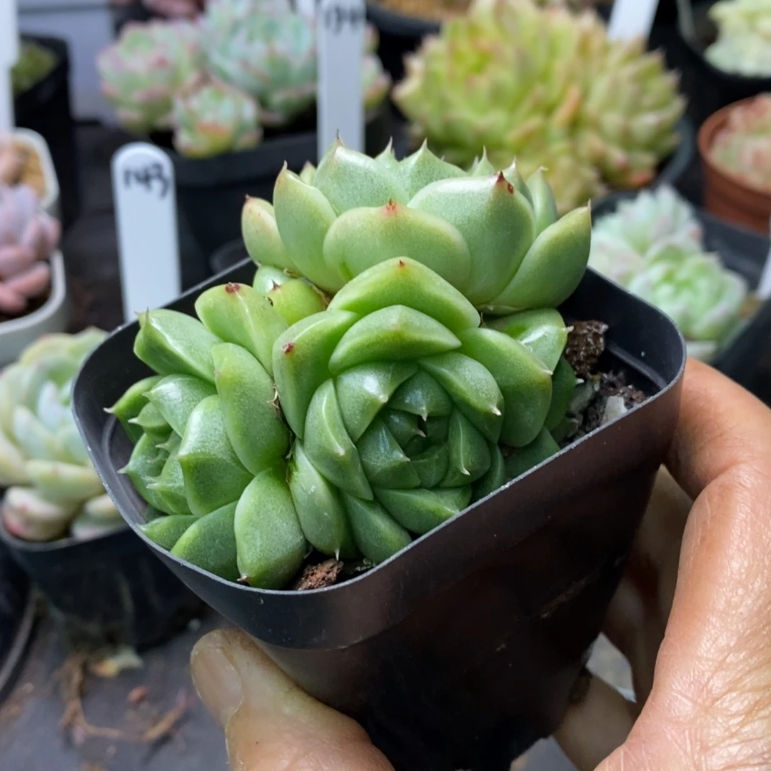 精品多肉一物一拍不包整146