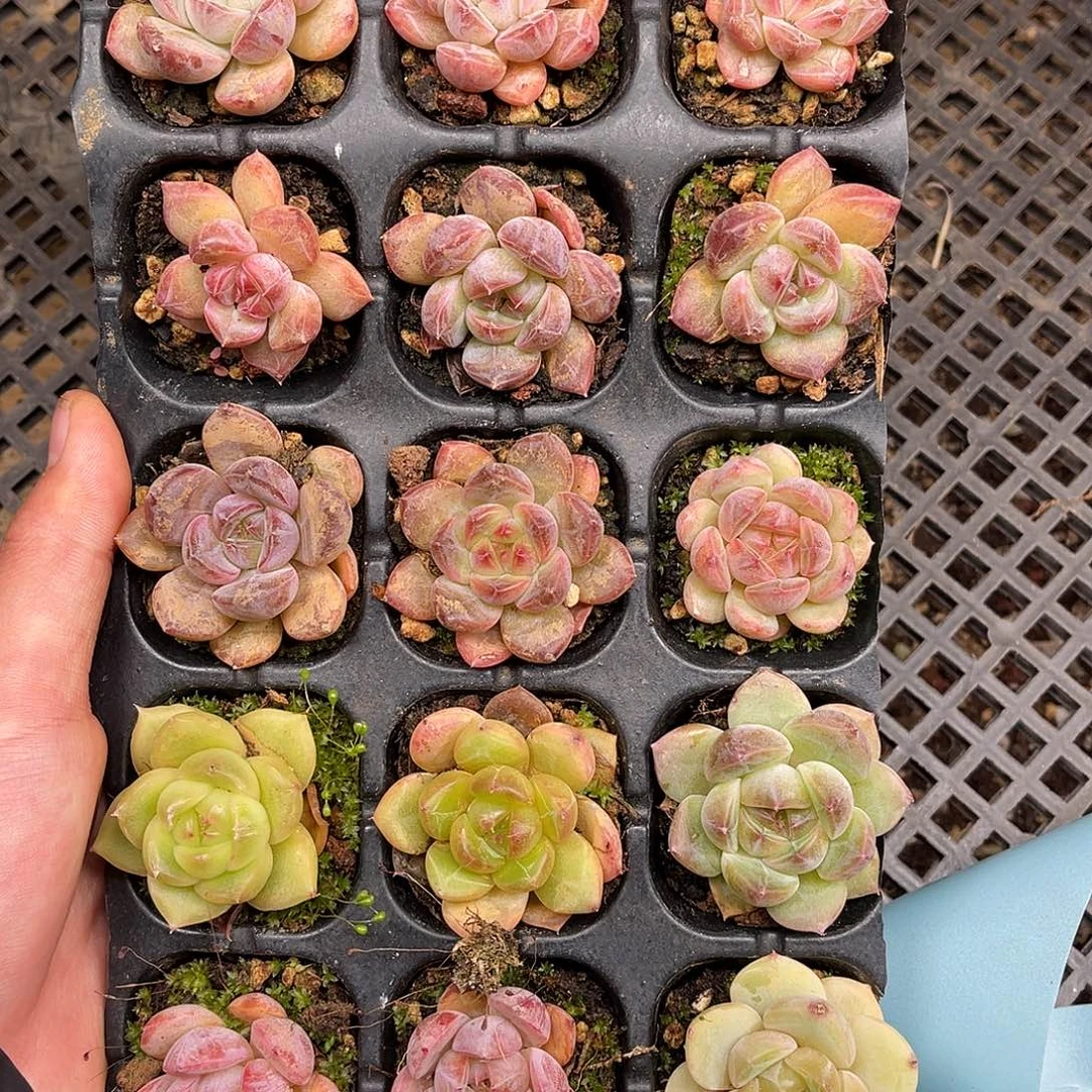 多肉一物一拍13-53