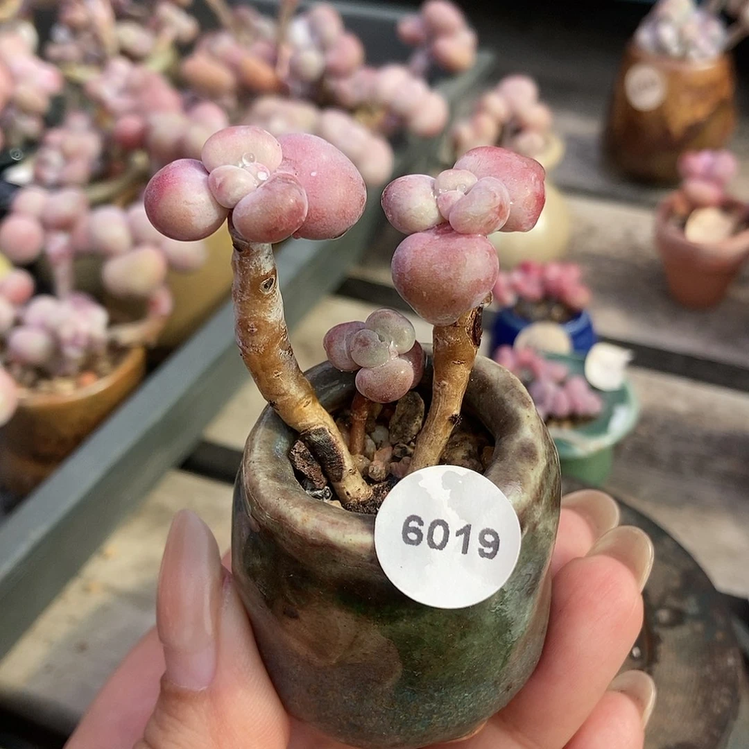 6019糖果腰子蛋带韩式手捏盆