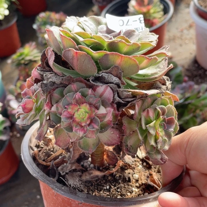 701龙鳞多肉123446789