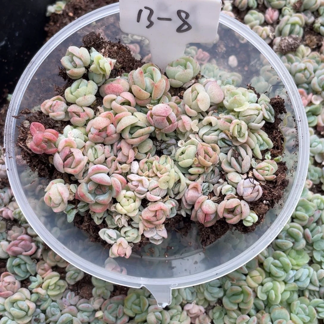 切糕优选珍妮品种包邮