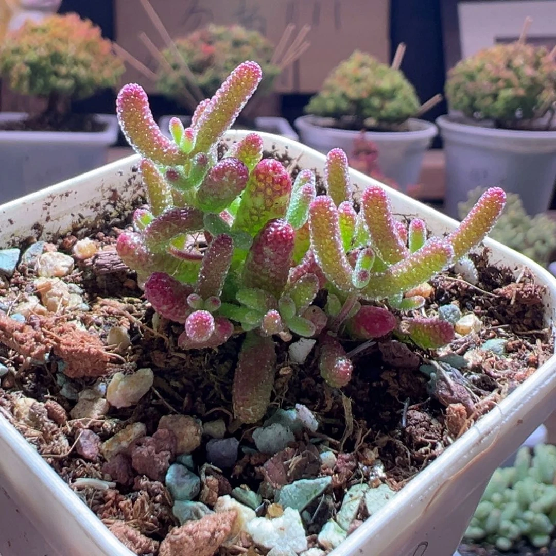 588橘子糖一物一拍包开箱