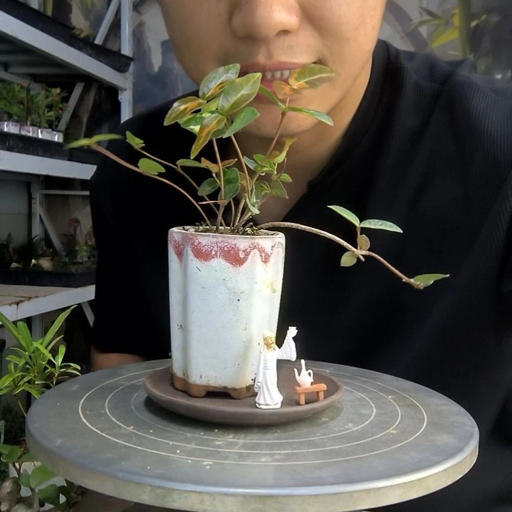 鹿*中青园艺一物一拍52