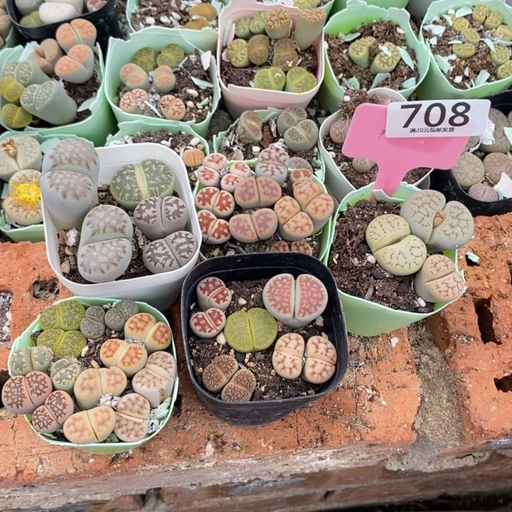 静***心生石花的季节到708