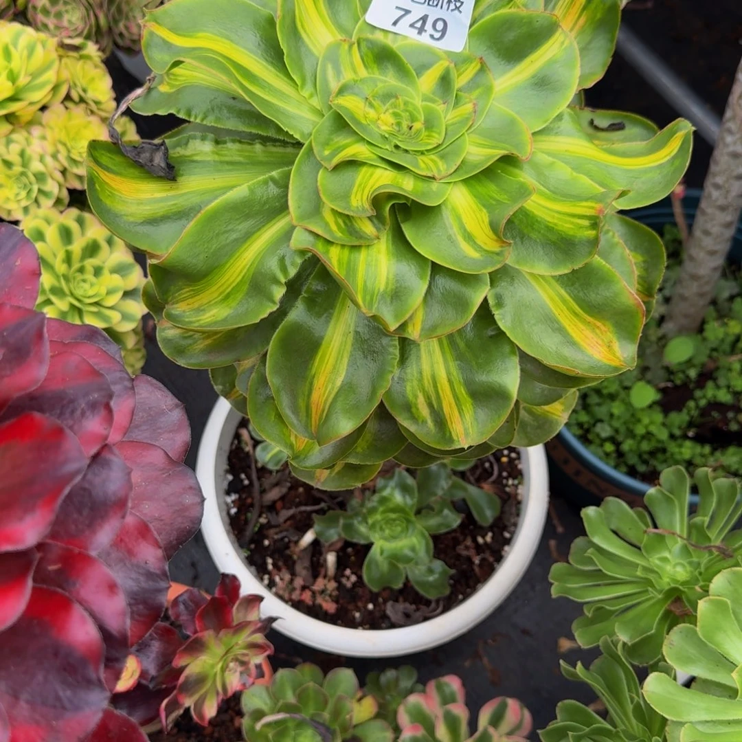 哒****749多肉植物法师号