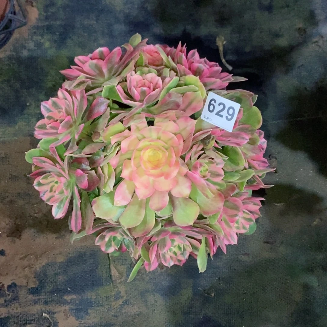 姐****懂红袖629多肉1111