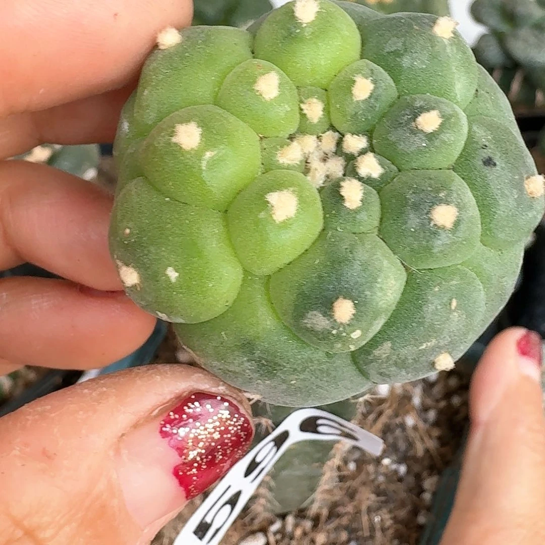 【闪购商品】无花朵愛*大尤锦596